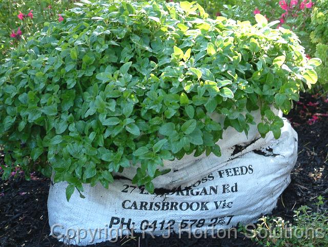 Herbs in bag